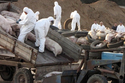 Апелляционный суд оставил в силе решение по делу о взыскании с правительства Псковской области 372 млн рублей за уничтожения свиней «Идаванга»